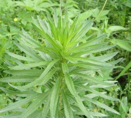 细竹蒿草