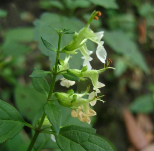 细沙虫草