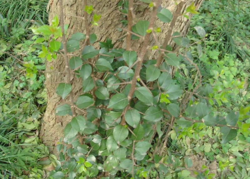 柞木根