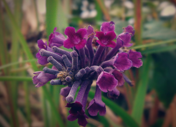 醉鱼草花