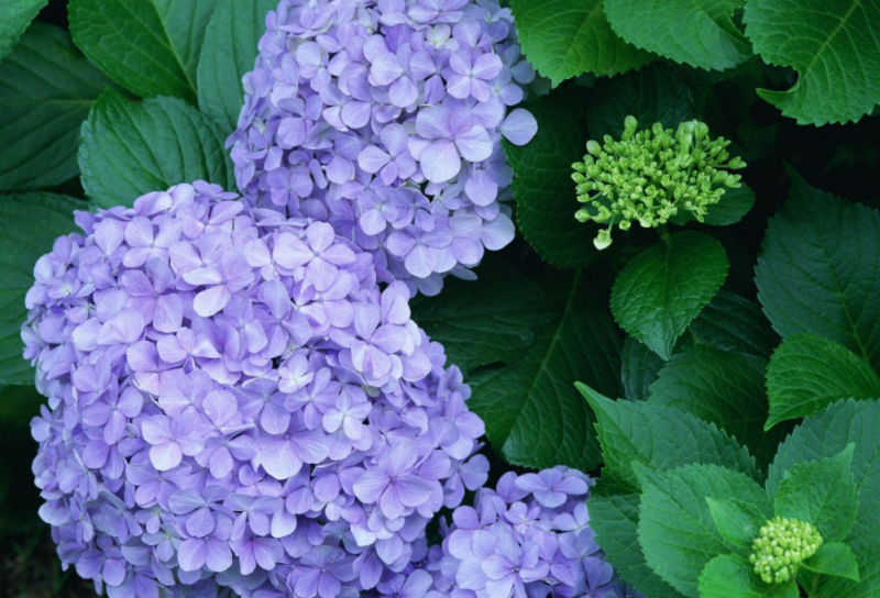 紫阳花