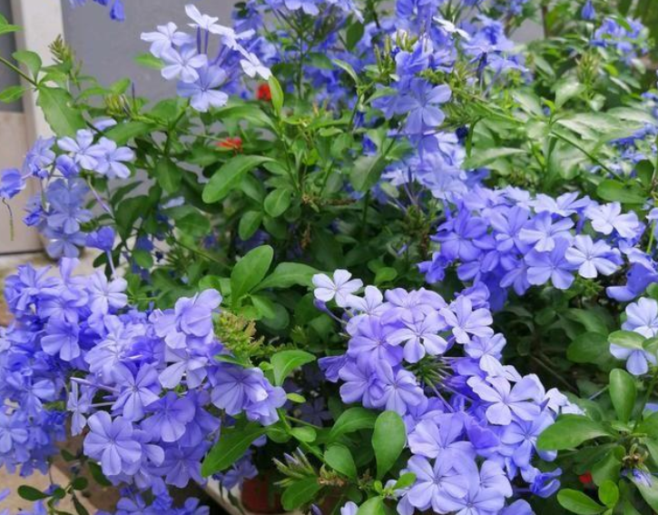 紫雪花