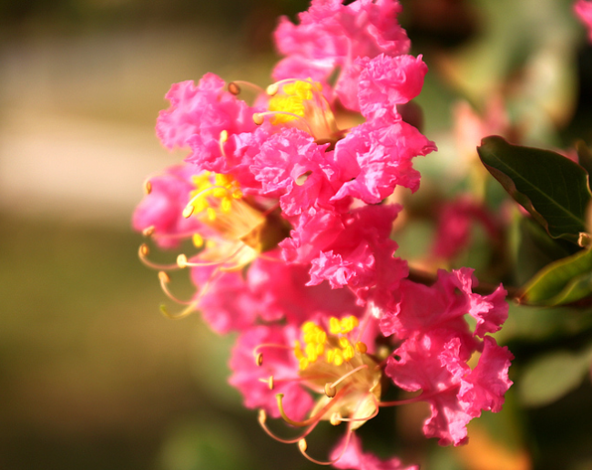 紫薇花