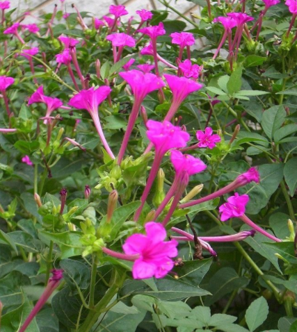 紫茉莉根