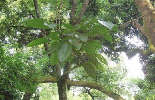 紫檀