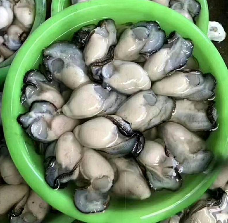 土牡蛎