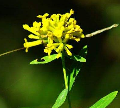 土箭芪