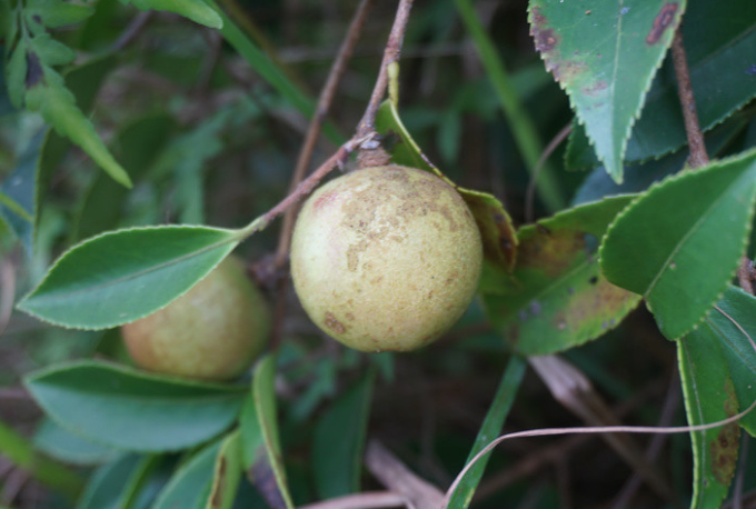野茶子