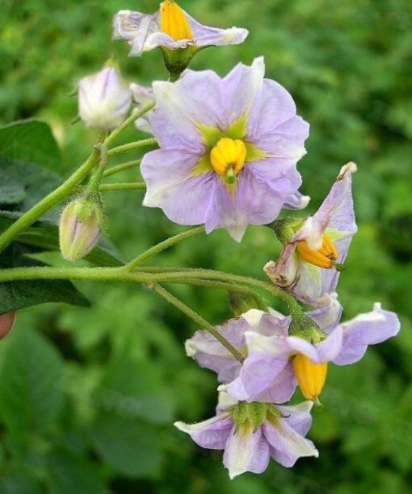 洋芋