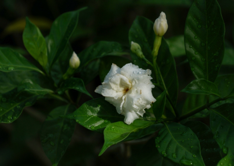 药用狗牙花