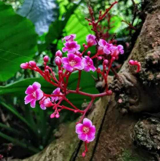 阳桃花