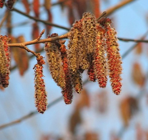 杨树花