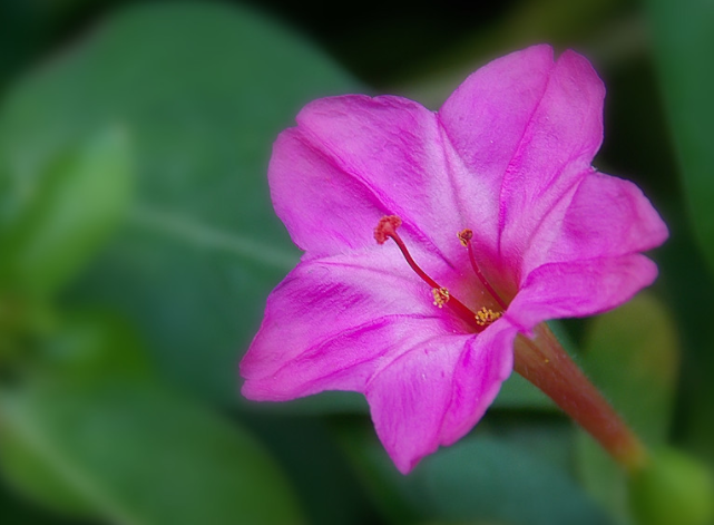 胭脂花