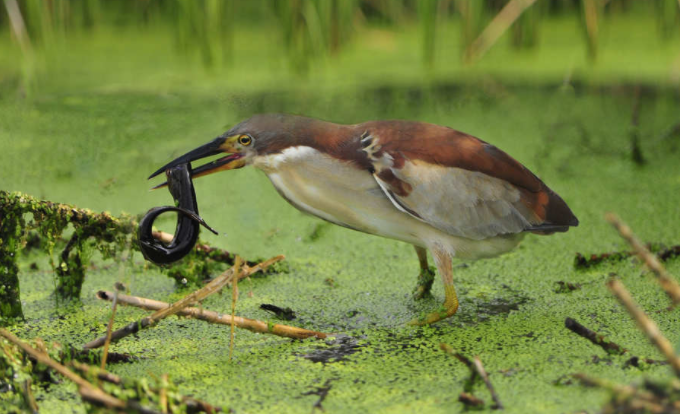 鷃的功效