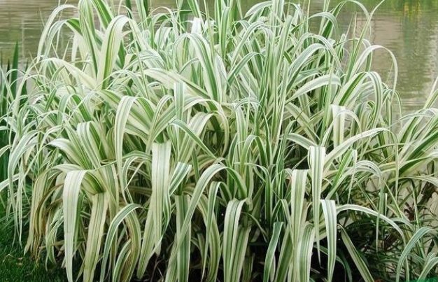 燕麦草