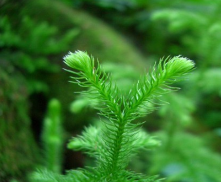 羊角草