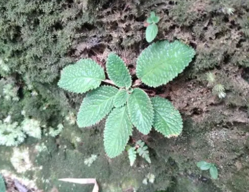 岩青菜