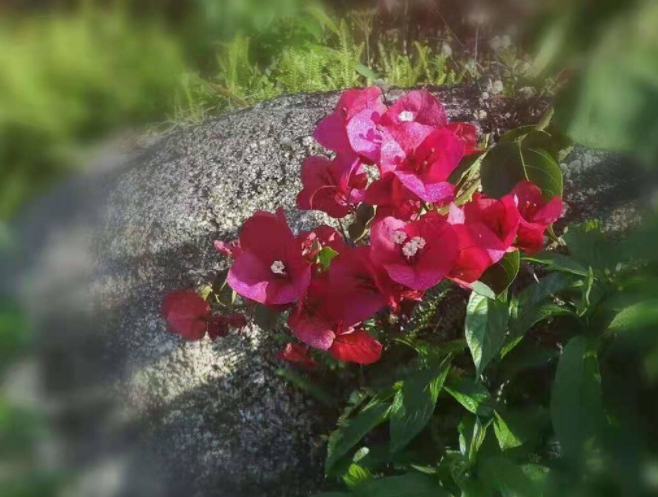 石上开花