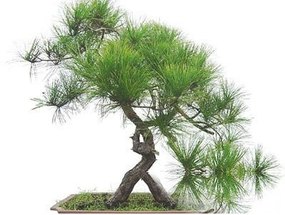 岩石松