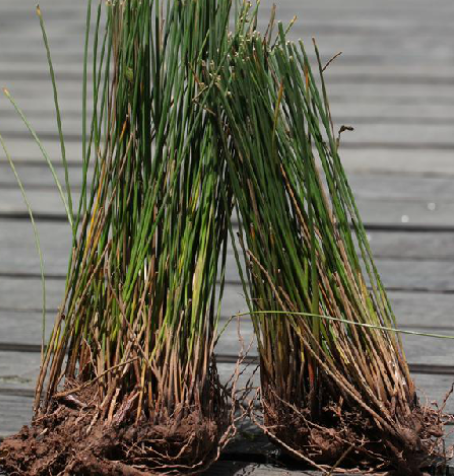 石龙刍根