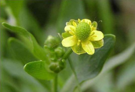 石龙芮