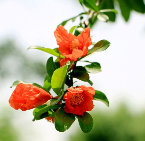 石榴花