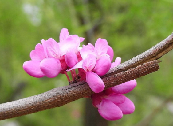 紫荆花