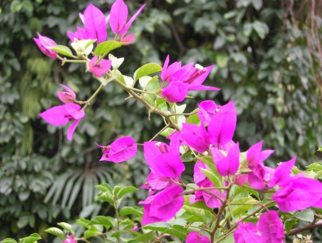 紫堇花