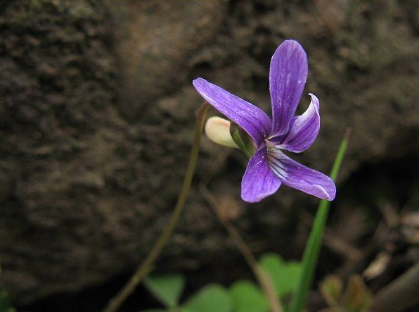 紫花堇菜
