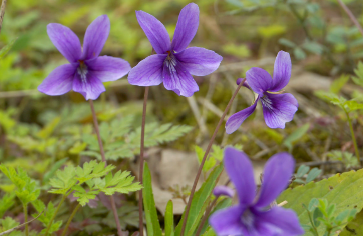 紫花地丁
