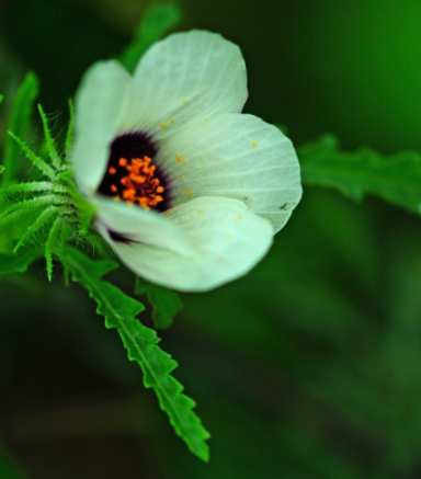 苎麻花