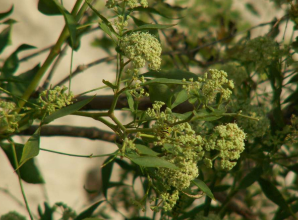 注射來源於溼疹為傘形科植物 竹子葉防風 的 根 .