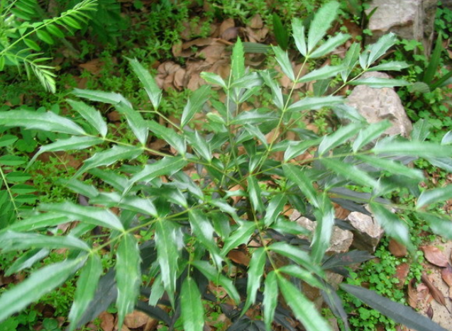 紫背草