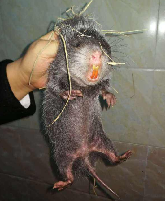 竹鼠的牙。