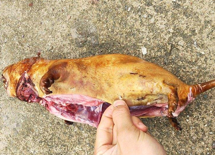 竹鼠