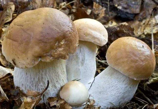 朱砂菌