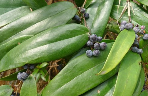 土茯苓