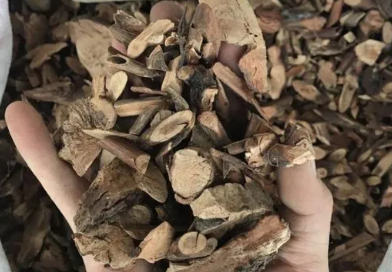 透骨香根