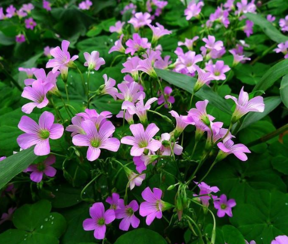 铜锤草