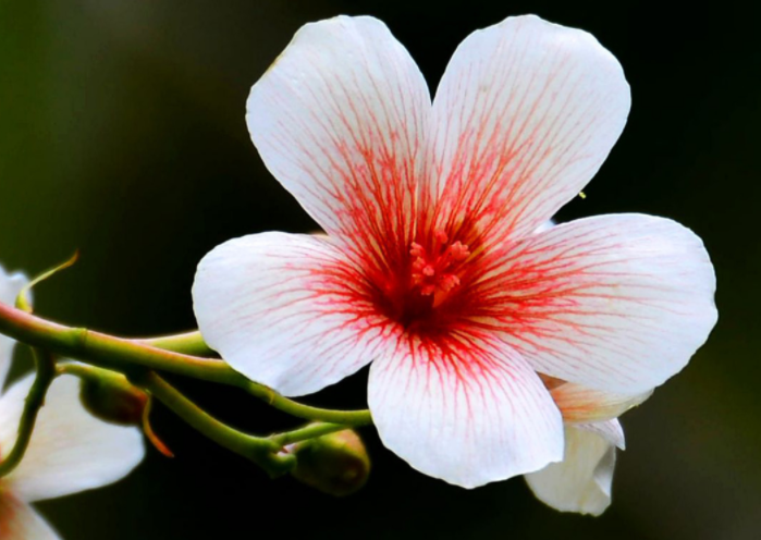 桐子花