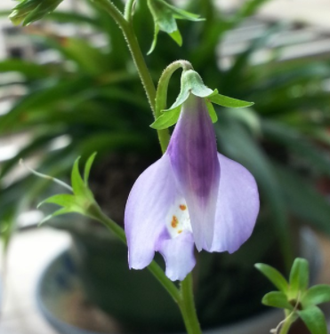 通泉草