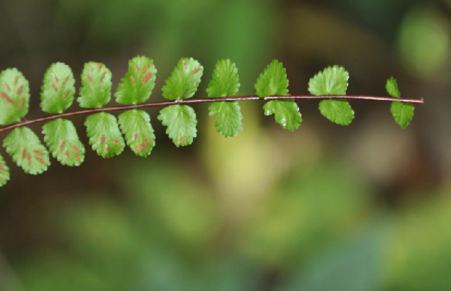 铁角凤尾草