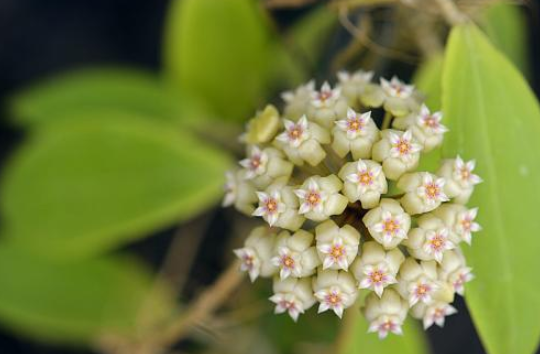 铁草鞋