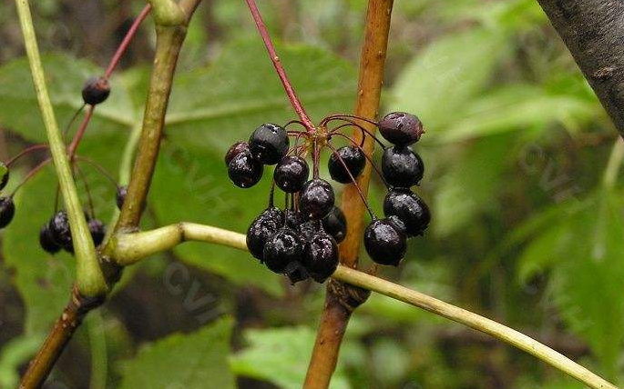 特异来源于生产中药材基源:为五加科绿色植物藤五加的茎皮或树根皮.