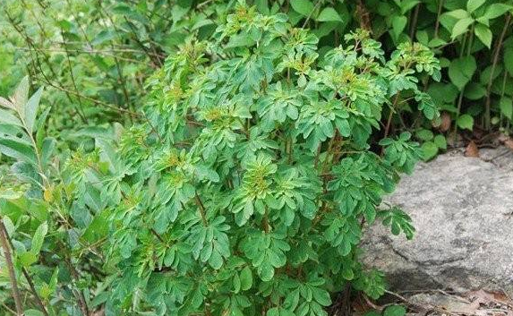岩椒草