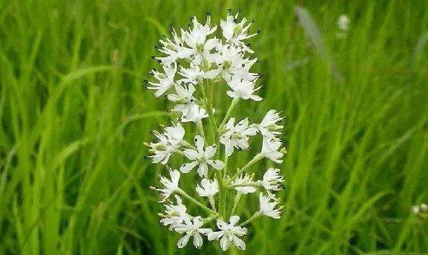 岩菖蒲