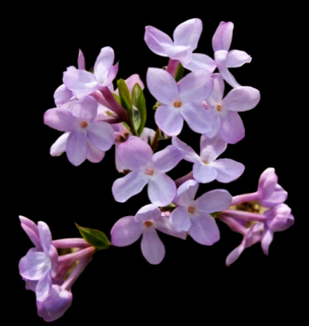 芫花