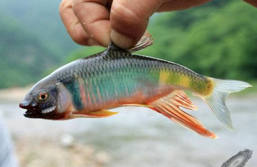 石鮅鱼