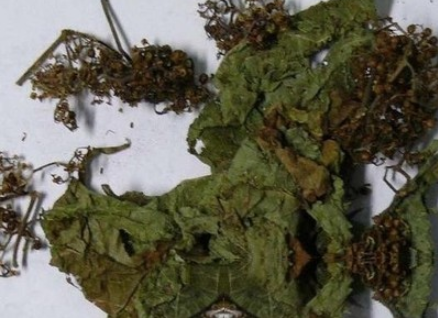 升药底