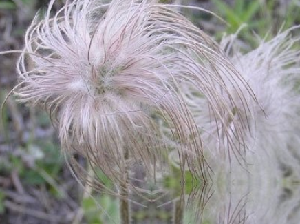 升麻草